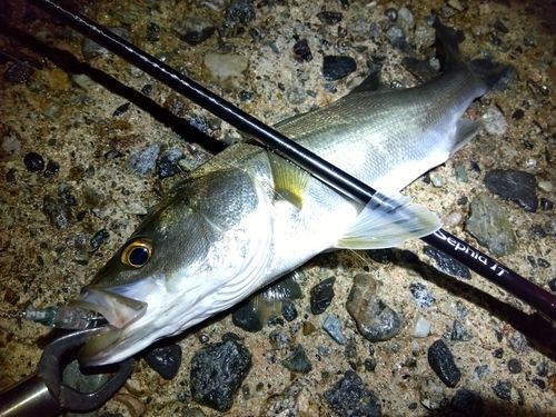 シーバスの釣果