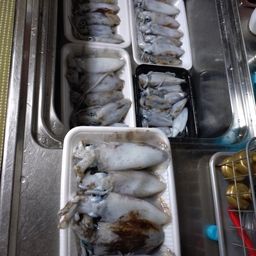 アオリイカ