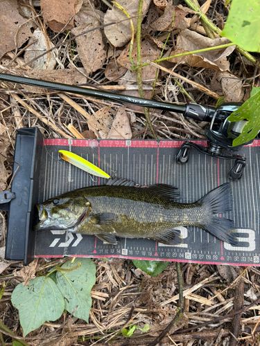 スモールマウスバスの釣果