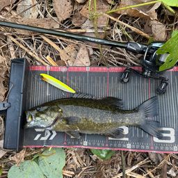 スモールマウスバス