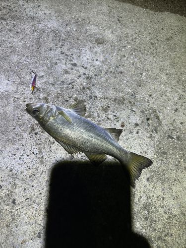 セイゴ（ヒラスズキ）の釣果