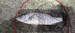 ヒラスズキの釣果
