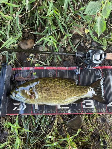 スモールマウスバスの釣果