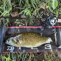 スモールマウスバス