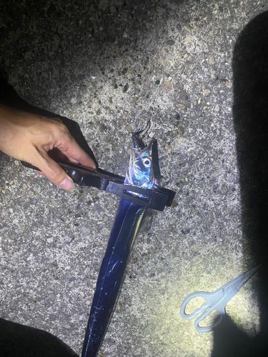 タチウオの釣果