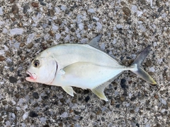 メッキの釣果