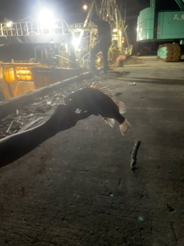 クロソイの釣果