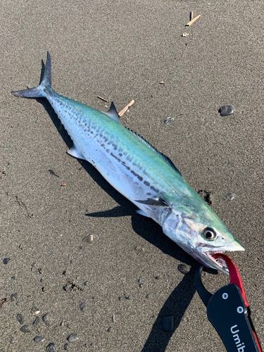 石津浜