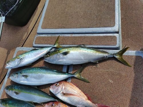 釣果