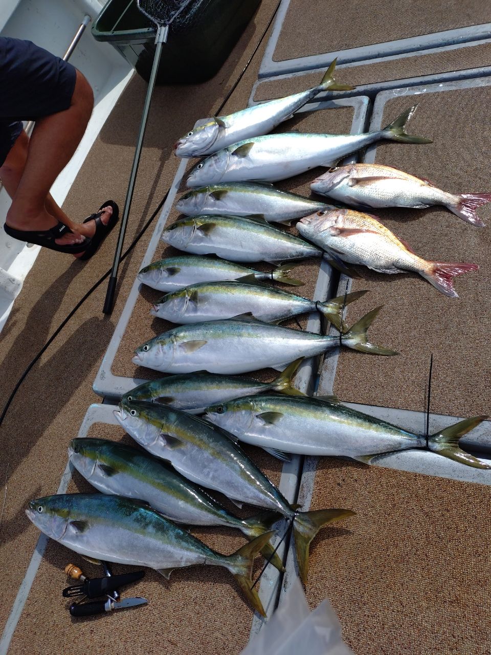 Guest43073405さんの釣果 2枚目の画像