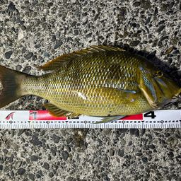 ハマフエフキダイ