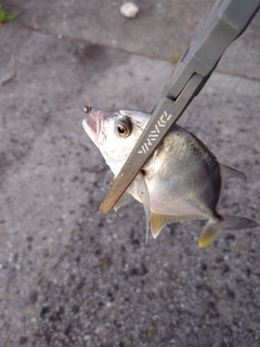メッキの釣果