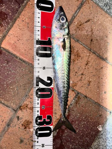 クロソイの釣果