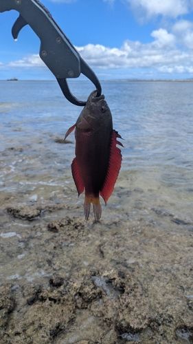 沖縄本島