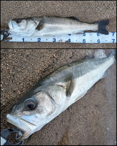 シーバスの釣果