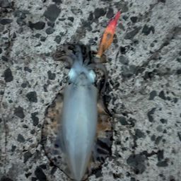 アオリイカ
