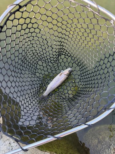 ニジマスの釣果