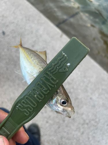 カマスの釣果