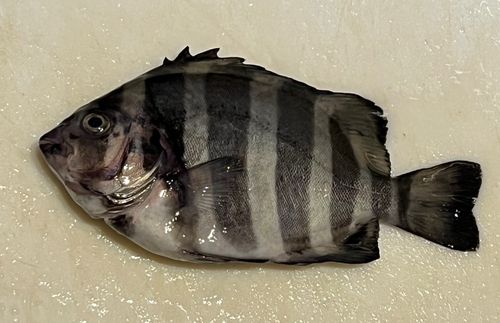 大蔵海岸
