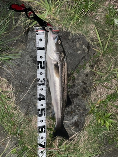 スズキの釣果