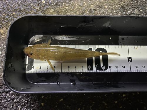マハゼの釣果