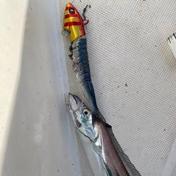 タチウオ