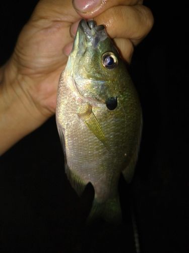 ブルーギルの釣果
