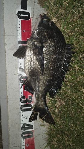 釣果