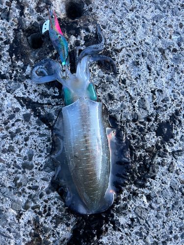 アオリイカの釣果