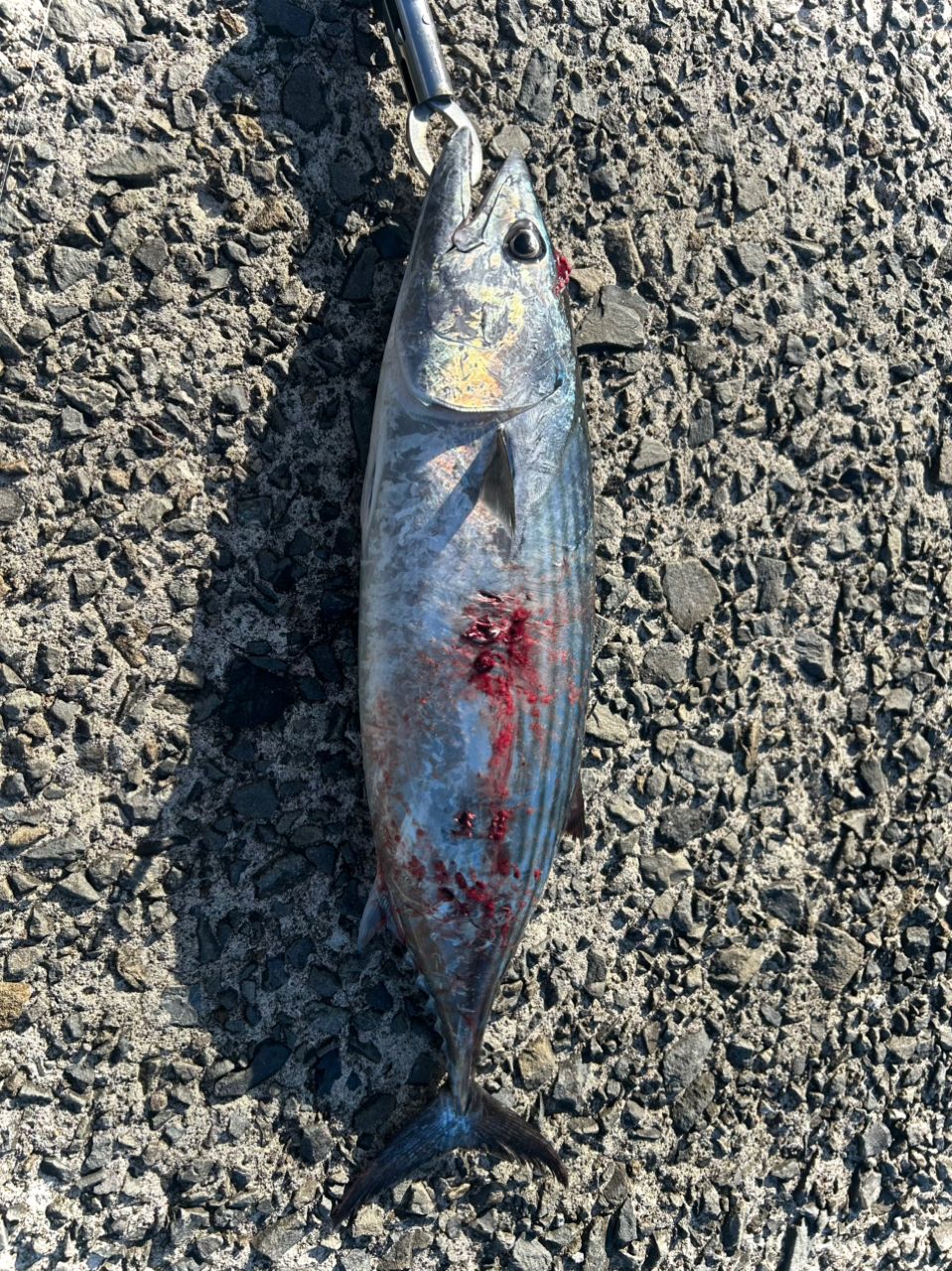 ハガツオ