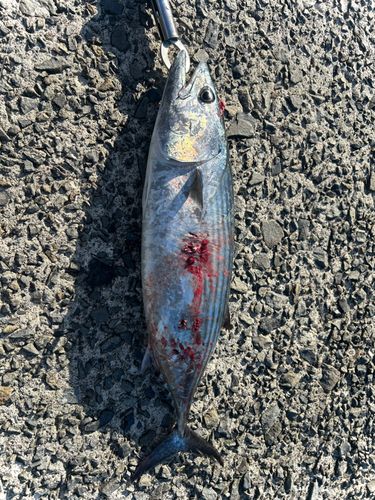 ハガツオの釣果