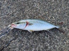 イナダの釣果