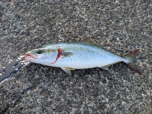 イナダの釣果