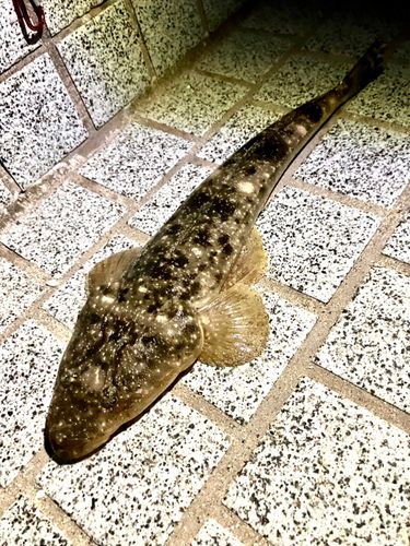 マゴチの釣果