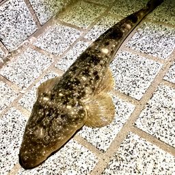 マゴチ