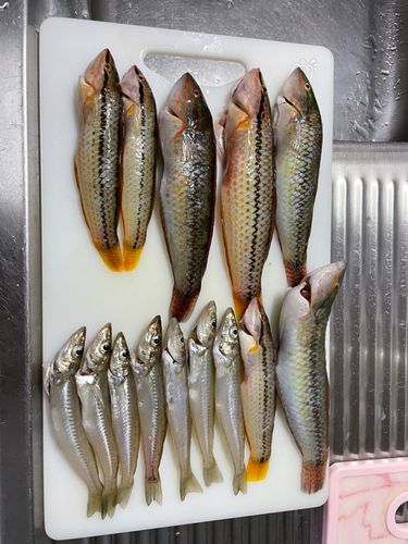 キスの釣果