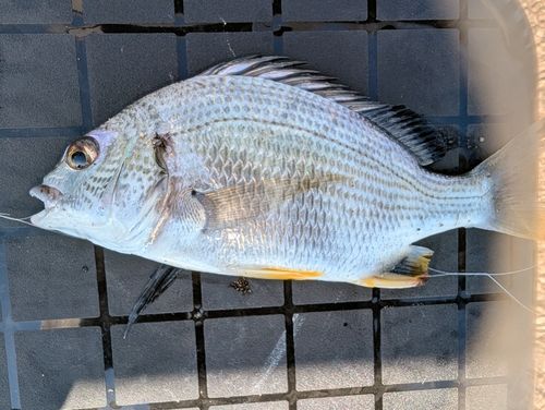 キビレの釣果