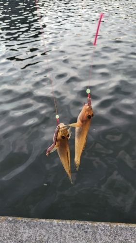 ハゼの釣果