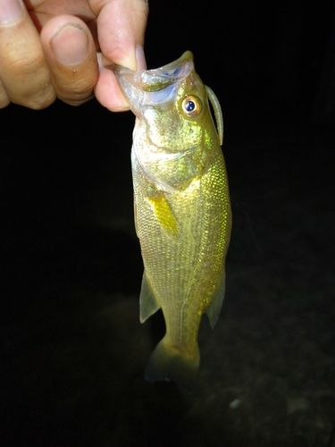 ラージマウスバスの釣果