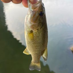 スモールマウスバス