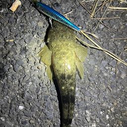 マゴチ