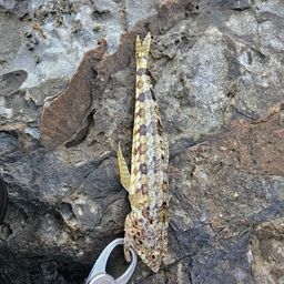 ミナミアカエソ