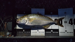 ショゴの釣果
