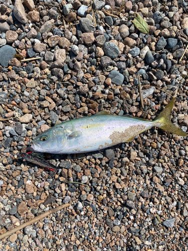 ツバイソの釣果