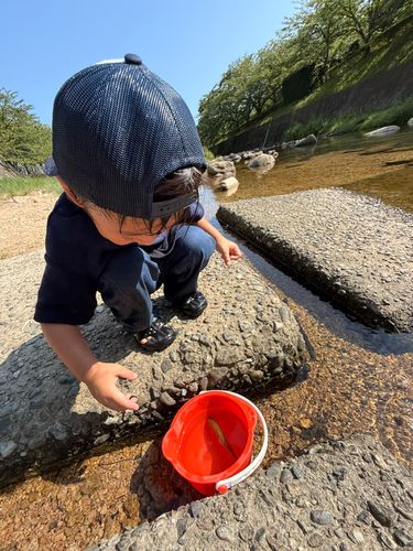 カワムツの釣果