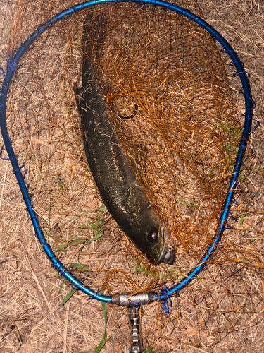 カタクチイワシの釣果
