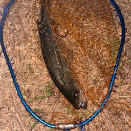 カタクチイワシ