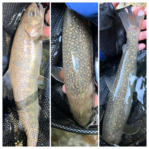 イワナの釣果