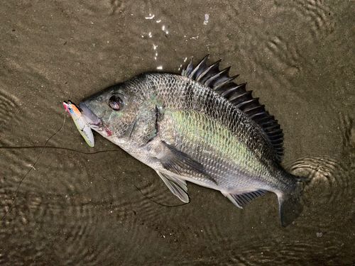 クロダイの釣果