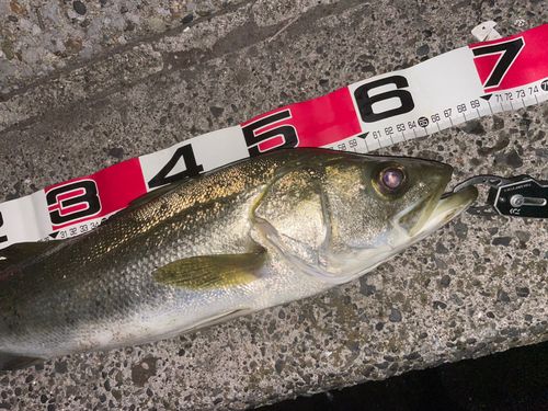シーバスの釣果